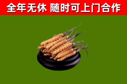抚顺烟酒回收冬虫夏草.jpg